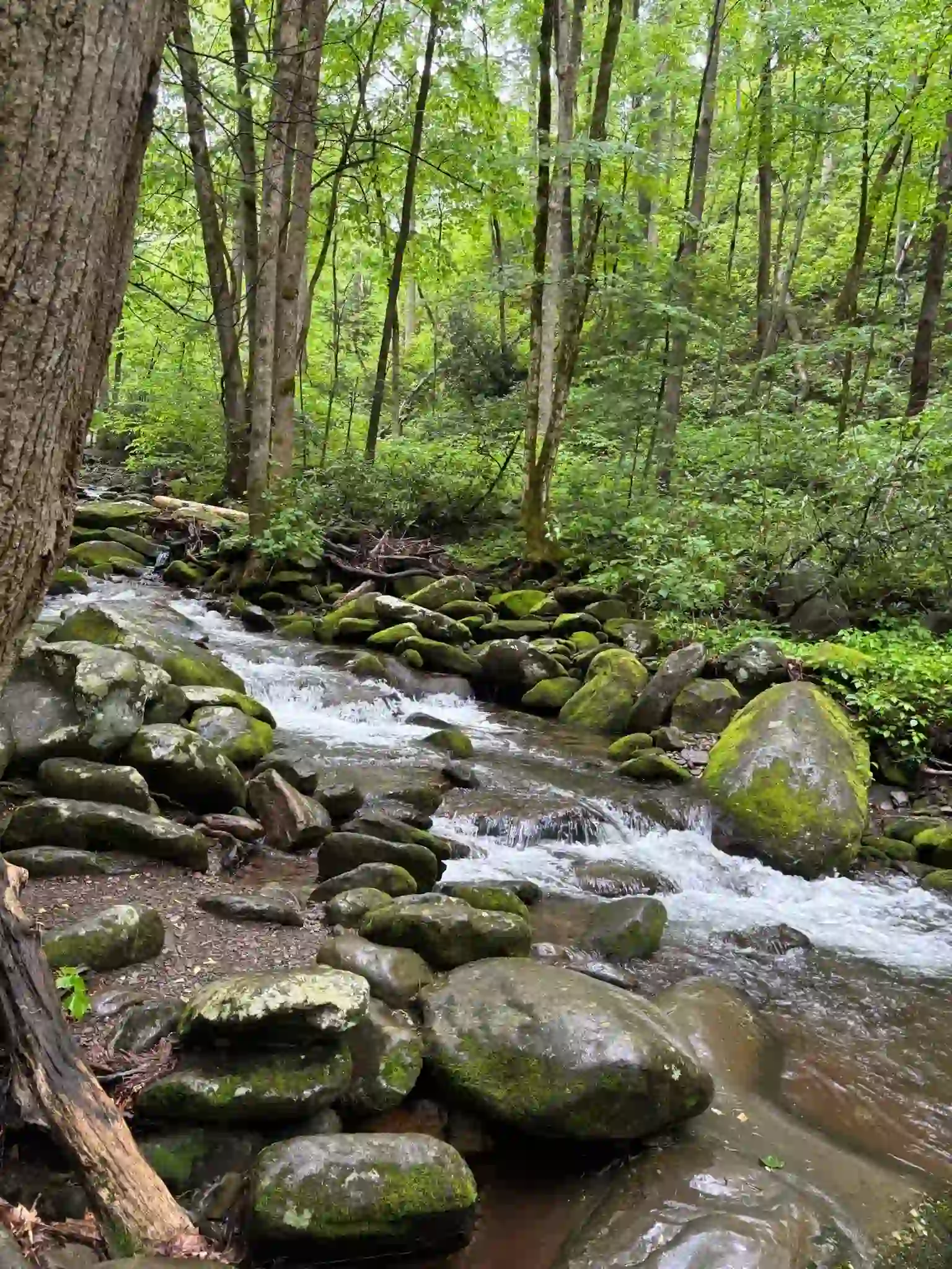 Les Great Smoky Mountains