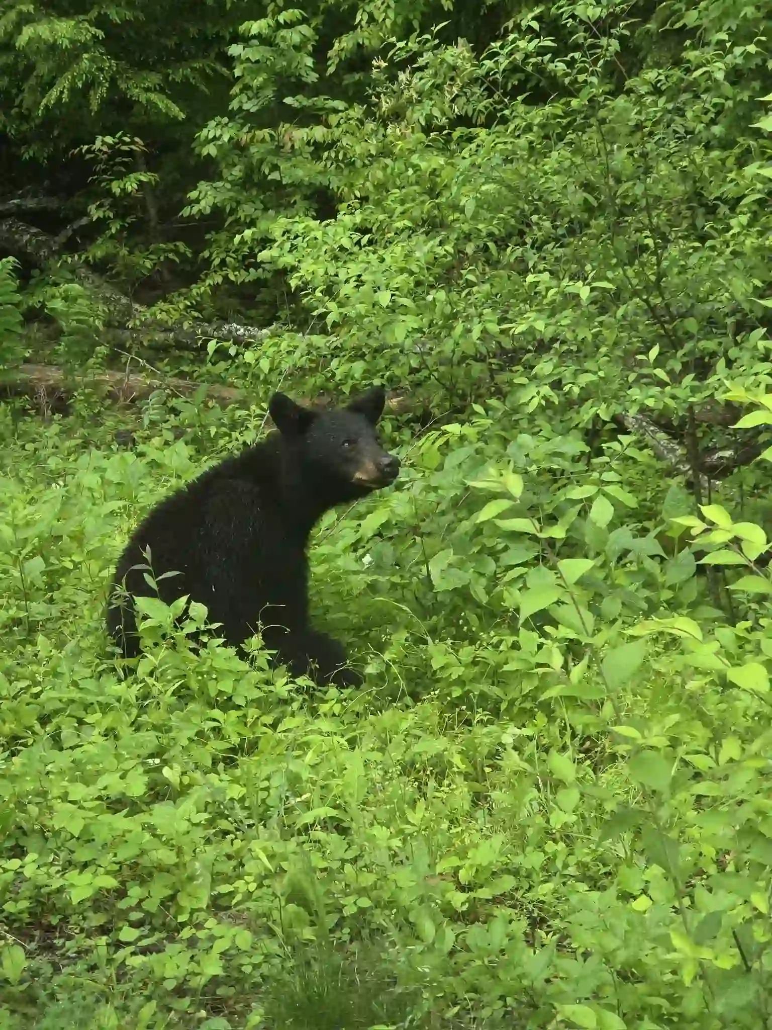 Méďa z Great Smoky Mountains